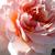 Rózsaszín - Nosztalgia rózsa - Versigny